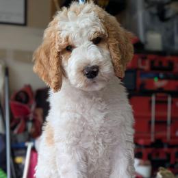 Grey Collar - Parti female Goldendoodle puppy in Olympia, Washington from Sinclairdoodles