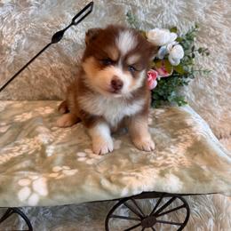 Girl 3 - Chocolate female Pomsky puppy in Bucyrus, Missouri from Hill Top Pomskies