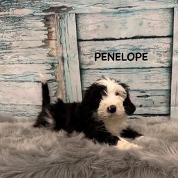 Penelope - Black and white female Sheepadoodle puppy in Blackfoot, Idaho from Son of a Poodle Sheepadoodles