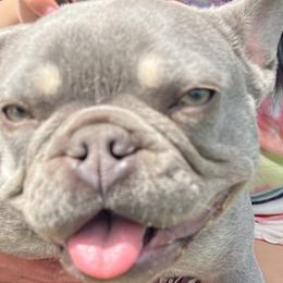 French Bulldogs from FrenchieClub