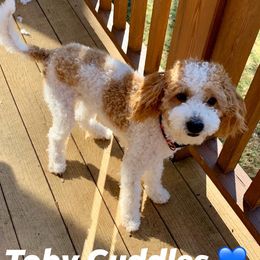 Toby  - Goldendoodle