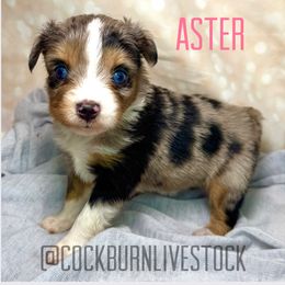 Aster - Blue merle female Toy Australian Shepherd puppy in Gillette, Wyoming from Cockburn’s Toy and Mini Australian Shepherds