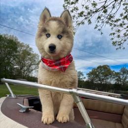 Breezy - Wolf sable male Pomsky puppy in Venus, Pennsylvania from Hemlock Pines Pomsky