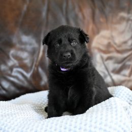 Purple collar - Black female German Shepherd puppy in Portland, Tennessee from Howixx German Shepherds