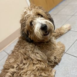 Phoenix - Bernedoodle
