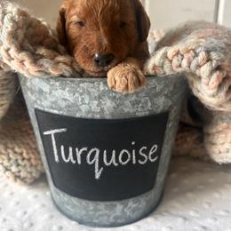Turquoise - Red  female Goldendoodle puppy in Grand Blanc, Michigan from Perry Farm Doodles
