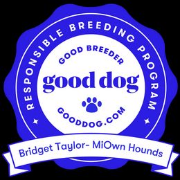 Black and Tan Coonhound Puppies from Bridget Taylor- MiOwn Hounds
