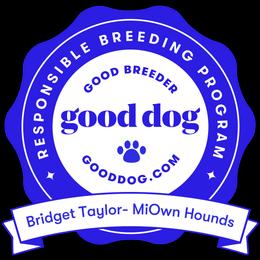Black and Tan Coonhound Puppies from Bridget Taylor- MiOwn Hounds