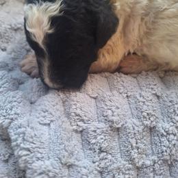 Bandit - Parti male Poodle puppy in Lookout, California from Rossiter Poodles