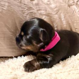 Purple collar - Black and tan male Yorkshire Terrier puppy in Dallas, North Carolina from Yorkie Fever