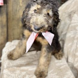 Cosmo - Phantom male Bernedoodle puppy in Lookout, California from Remington Kennels, LLC