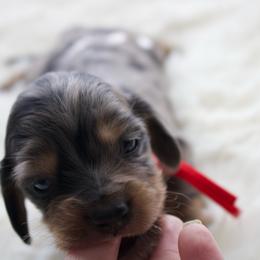 Ron - Dapple male Dachshund puppy in Morrow, Ohio from Courtney’s Colorful Doxies