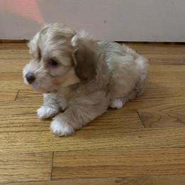 French Bulldog, Mal-Shi, Maltipoo, and Shih Tzu Puppies from NC Stellar Puppies