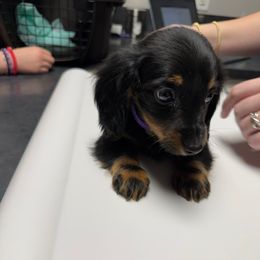 Minnie Mouse AKC - Black and tan female Dachshund puppy in Magnolia, Texas from J&R Macias Dachshunds