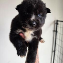 Boy 3 - Black and white male Siberian Husky puppy in Buckeye, Arizona from Anime Huskies