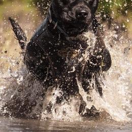 Labrador Retrievers from Sporting Life Kennels