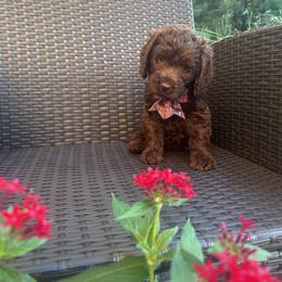 Plaid girl - Chocolate female Australian Labradoodle puppy in Morristown, New Jersey from English Manor Labradoodles