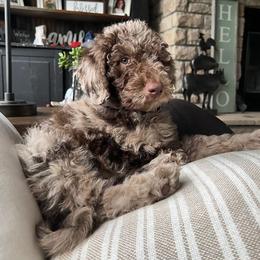 Labradoodle Puppies from Raising Doodles