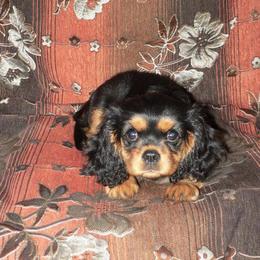 Cavalier King Charles Spaniel Puppies from 7 Bridges Cavaliers