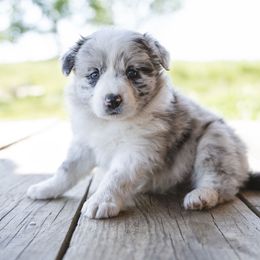 Libby - Blue merle Border Collie puppy in Fresno, California from Alpine Tails