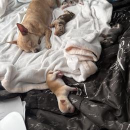 Chihuahua Puppies from Most Treasured Chihuahuas