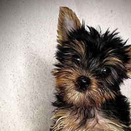 Mafer - Yorkshire Terrier puppy from CISCOK9