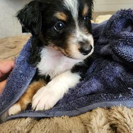 Brown (collar color) you get to name him - Black tri male Miniature American Shepherd puppy in Centralia, Washington from Blackjack Mini Aussies