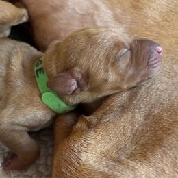 Sage - Golden rust female Vizsla puppy in Plymouth, Minnesota from Carlson Vizslas