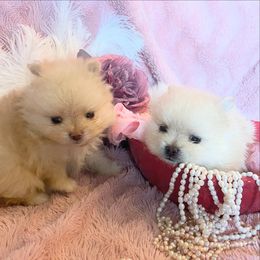 Pomeranian Puppies from Floki & Fibi Pomeranians