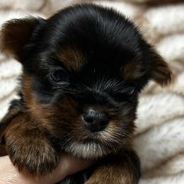 Yorkshire Terriers from Cozy Coeur Yorkies