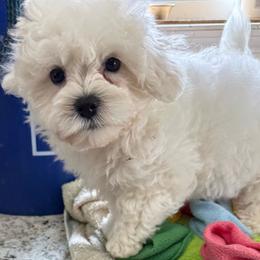 Dallas - White male Maltipoo puppy in Colonial Beach, Virginia from BeachRidge Pups