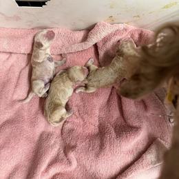 Bridget B1 - Apricot male Poodle puppy in Haines City, Florida from Camic Cockapoos