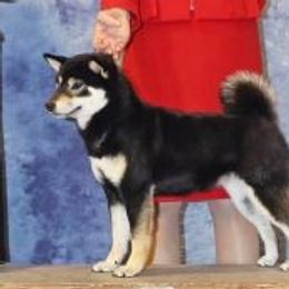 Angel - Shiba Inu