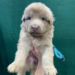Boy 5 - Isabella male German Shepherd puppy in Pelham, North Carolina from P & P Shepherds