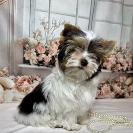 AKC Bandit 2700 - Black tan and white male Biewer Terrier puppy in Nicholls, Georgia from Southeast Biewers