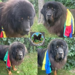 Moses - Tibetan Mastiff