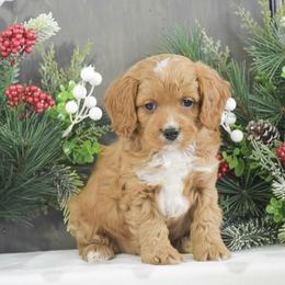 Bouncer - Red male Cavalier King Charles Spaniel puppy in Honey Brook, Pennsylvania from Stoltzfus Family Puppies (license number 18844)