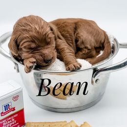 Bean - Red  male Goldendoodle puppy in Mecklenburg County, North Carolina from Rustic Road Doodles