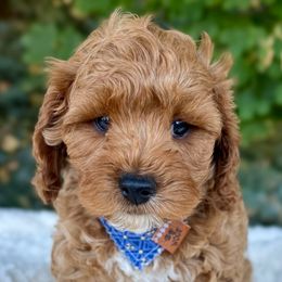 Rustle - Apricot male Cavapoo puppy in Mona, Utah from Hearts Full of Puppies