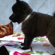 Schipperkes from Windward Schipperkes