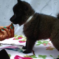 Schipperkes from Windward Schipperkes