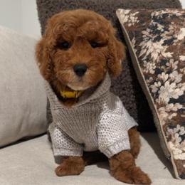 Penny - Red  female Goldendoodle puppy in Anaheim, California from Cuddle Bear Doodles