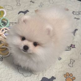 Oliver (boy 2) - White male Pomeranian puppy in Cullman, Alabama from Dixie Darlings Pomeranians