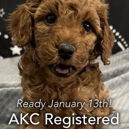 Maggie - Red  Poodle puppy in Houston (Rosenberg Area), Texas from Danielle's Poodles
