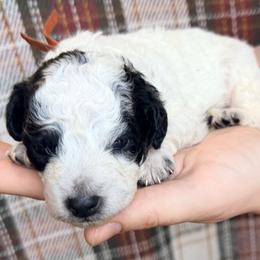 (Orange) - Black and white male Bernedoodle puppy in Grandview, Texas from Big Sky Bernedoodles