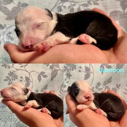 Daemon - Black and white male Border Collie puppy in Santa Cruz, California from Von Guadachi German Shepherds & Audacity Border Collies