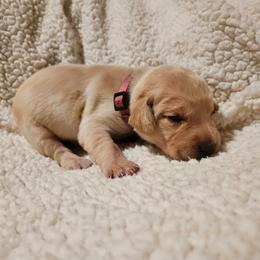 Eleanor - Yellow female Labrador Retriever puppy in Davenport, Washington from LynnDee's Kennel