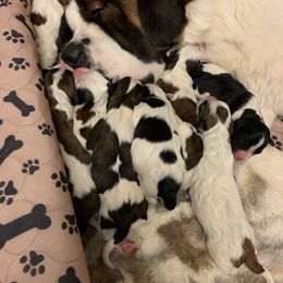 Newfoundland, Poodle, Saint Berdoodle, and Saint Bernard Puppies from Mammoth Doodles