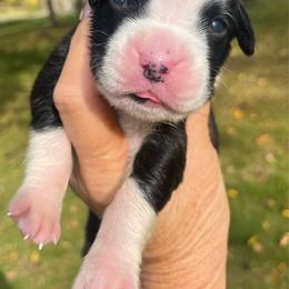 Flashy girl 2 - Brindle female Boxer puppy in Plainwell, Michigan from Hope's Beautiful Boxers
