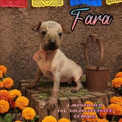 Fara (pink) - Slate female Xoloitzcuintli puppy in Atwater, California from Cen Cal Xoloitzcuintle